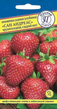 Земляника Сан Андреас (Престиж) - Сезон у Дачи