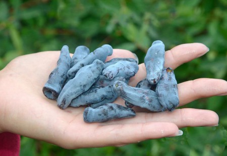 Жимолость Бакчарский великан - Сезон у Дачи