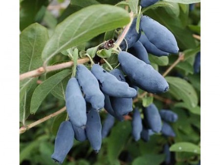 Жимолость Восторг - Сезон у Дачи